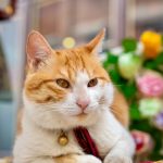 寵物包場：打造專屬毛孩的溫馨天地