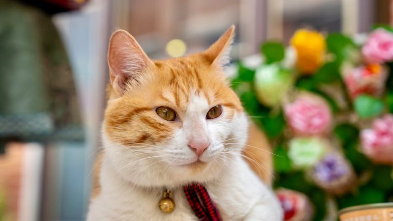 寵物包場：打造專屬毛孩的溫馨天地