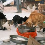 絕育手術的重要性與影響力